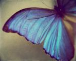 Bluenica