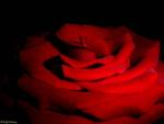 zahra_s