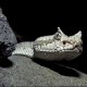 sidewinder