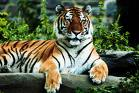 vijayitsoft