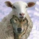 sheep