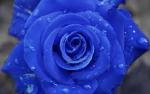 rose anna