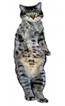 _serg