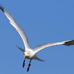 Seagull
