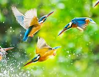 _Mahesh