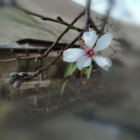 sarvar_akbarov