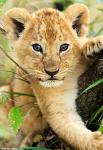 YII_Cub