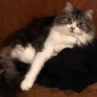 Simon