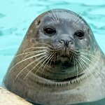 Seal