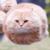 smck