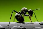 black ant