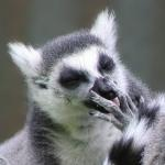 The Dancing Lemur